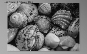 Macro Shells Feb 2024-36.jpg